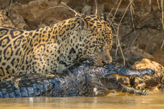 Jaguar contra cocodrilo