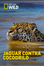 Jaguar contra cocodrilo