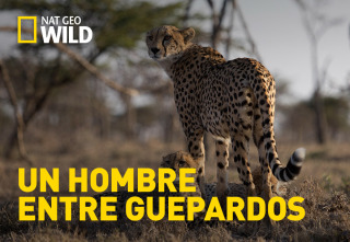 Imagen de Un hombre entre guepardos - 2