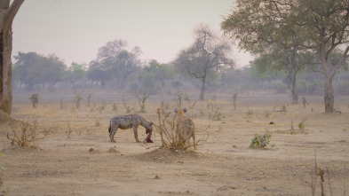 Cazadores de África 