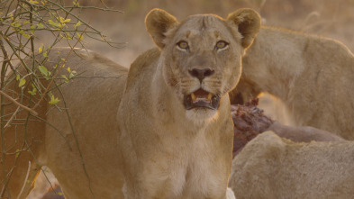 Cazadores de África 