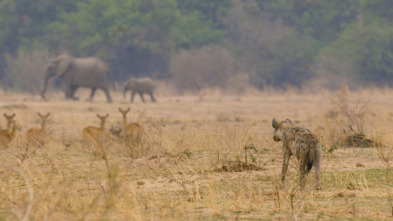 Cazadores de África 