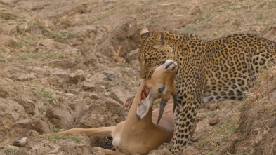 Cazadores de África 