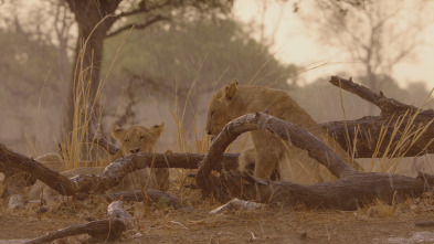 Cazadores de África 