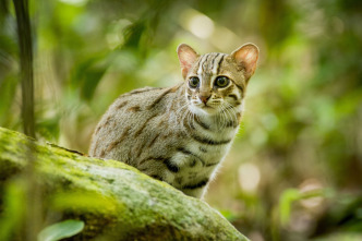 Imagen de Felinos: Ep.1 - 4