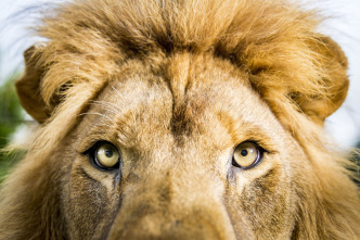 Imagen de Felinos: Ep.1 - 5