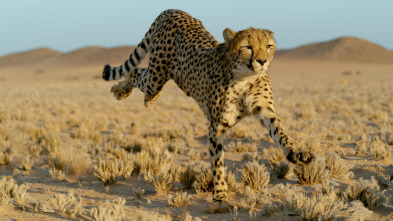 Imagen de Felinos: Ep.1 - 9