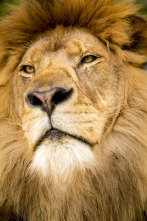 Imagen de Felinos: Ep.1 - 11