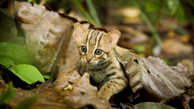 Imagen de Felinos: Ep.1 - 12