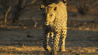 Imagen de Felinos: Ep.1 - 13