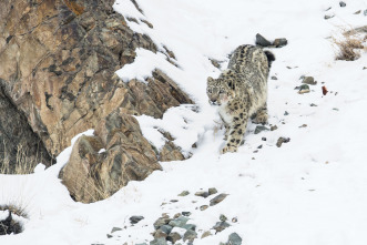 Imagen de Felinos: Ep.1 - 14