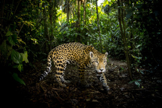 Imagen de Felinos: Ep.2 - 1
