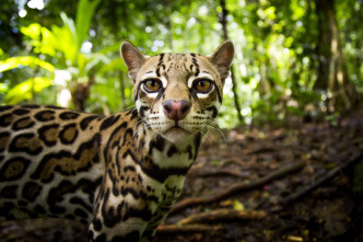 Imagen de Felinos: Ep.2 - 3