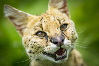Imagen de Felinos: Ep.2 - 4
