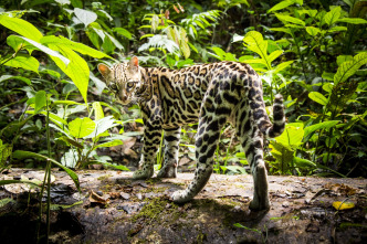Imagen de Felinos: Ep.2 - 5