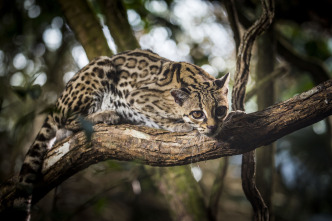 Imagen de Felinos: Ep.2 - 7