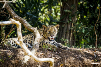 Imagen de Felinos: Ep.2 - 8