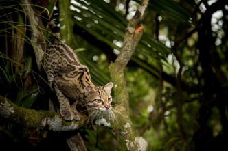 Imagen de Felinos: Ep.2 - 11