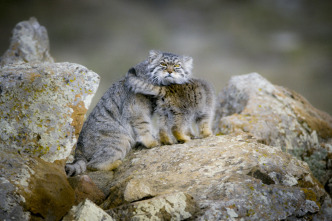 Imagen de Felinos: Ep.2 - 12