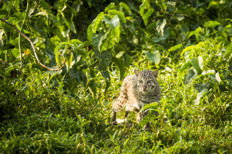 Imagen de Felinos: Ep.2 - 13