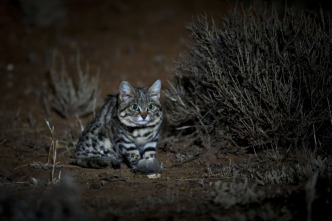Imagen de Felinos: Ep.2 - 16