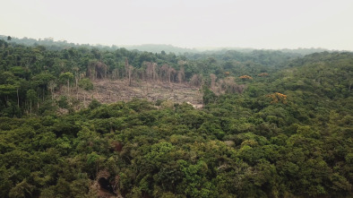 Imagen de A las puertas del...: Amenazados - Amazona brasileña - 5