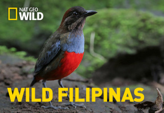 Imagen de Wild Filipinas: Paraíso salvaje - 2