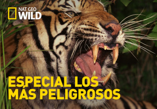 Especial los más...: A sangre fría