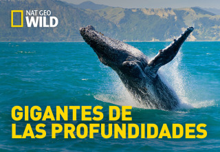 Imagen de Gigantes de las profundidades - 2
