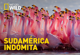 Imagen de Sudamérica indómita - 2