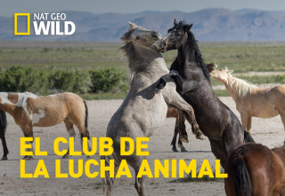 El club de la lucha...: Come, caza, mata