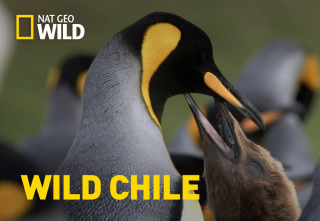 Wild Chile: La vida sin agua