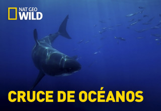 Imagen de Cruce de océanos - 2