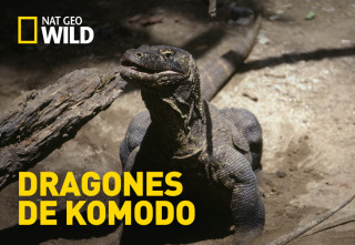 Dragones de Komodo