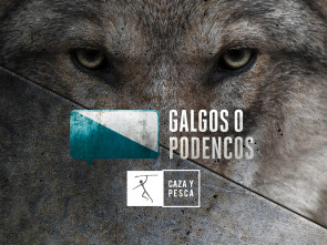 Imagen de Galgos o podencos (T3) - 2