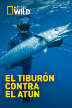 Imagen de El tiburón contra el atún - 1