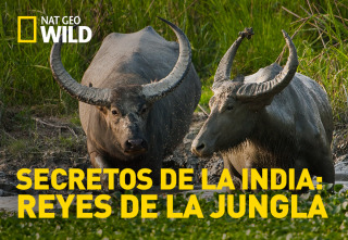 Secretos de la India: Reyes de la jungla