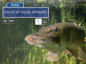 Imagen de Lucios en aguas tomadas - 2
