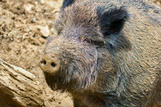 Imagen de Batidas jabalineras por daños en el Ampurdán - 4