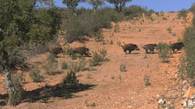 Imagen de Titanes de montería - 4