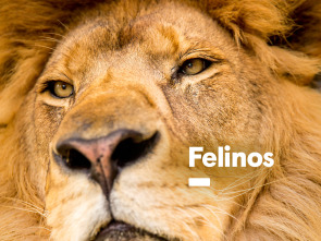 Imagen de Felinos  - 2