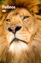 Imagen de Felinos  - 1