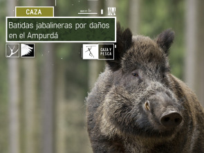 Imagen de Batidas jabalineras por daños en el Ampurdán - 2