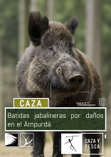 Imagen de Batidas jabalineras por daños en el Ampurdán - 1