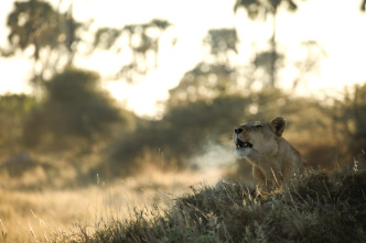 Imagen de La inundación del Okavango  - 14