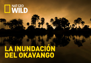 Imagen de La inundación del Okavango  - 2