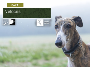 Imagen de Veloces  - 2
