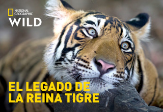 El legado de la reina tigre