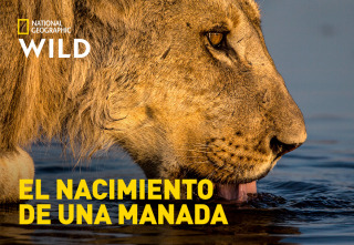 Imagen de El nacimiento de una manada  - 2