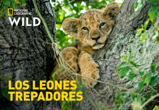Imagen de Los leones trepadores - 2
